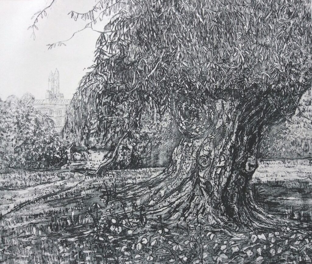 Etching of an old willow tree in Cambridge.